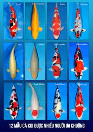 Phân Biệt Cá Koi Đực Cái