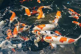 Phân Biệt Cá Koi Đực Cái