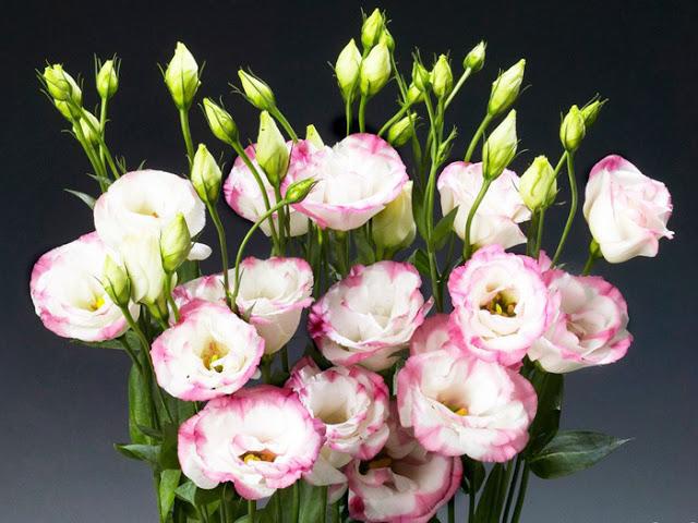 Chia Sẻ Thông Tin Miễn Phí